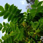 Juglans mandshurica Feuille