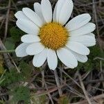 Leucanthemopsis alpina Flower