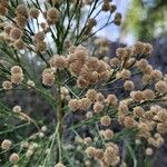 Conyza bonariensis 花