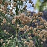 Conyza bonariensis Flor