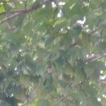 Prioria copaifera Φύλλο