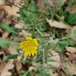 Podospermum laciniatum Flower