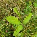 Mimosa pudicaЛіст