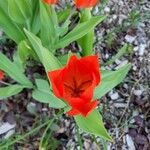 Tulipa praestans Blüte