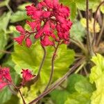 Heuchera sanguinea Virág