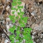 Anogramma leptophylla Leaf