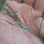 Bupleurum tenuissimum Ліст