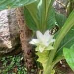 Curcuma longa Blomst