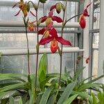 Phragmipedium besseae Flower