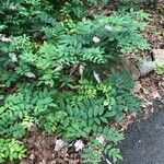 Indigofera decora Blad