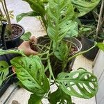 Monstera obliqua Leaf