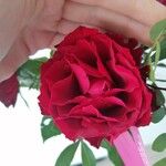 Rosa luciaeFlower