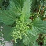 Chenopodium murale List