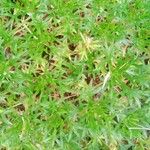 Saxifraga hypnoides List