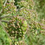 Angelica sylvestris ഫലം