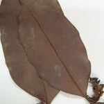 Eugenia albicans अन्य