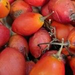 Solanum betaceum Fruit