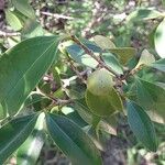 Strychnos madagascariensis Other