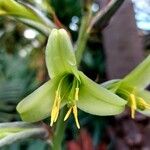 Puya mirabilis Fleur