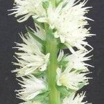 Orostachys spinosa Flor