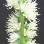 Orostachys spinosa Květ