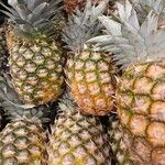 Ananas comosus Plod