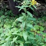 Senecio ovatus Habit