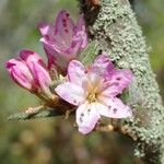 Rhododendron pubescens Flor