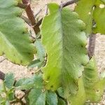 Kalanchoe pinnata Blatt