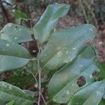 Diospyros abyssinica Blad