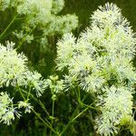 Thalictrum lucidum Kvet