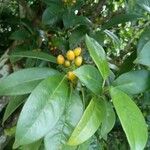 Rudgea citrifolia Blad