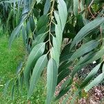 Eucalyptus ovata Blad