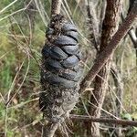 Banksia ericifolia Plod