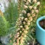 Liatris spicata Фрукт