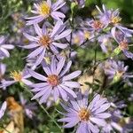 Symphyotrichum oolentangiense 花