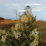 Hibbertia pancheri 整株植物