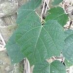 Alangium platanifolium Hoja