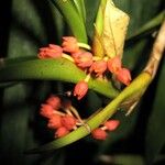 Maxillaria fulgens Plod