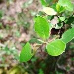 Rhamnus alaternus 葉