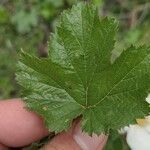 Rubus deliciosus Foglia