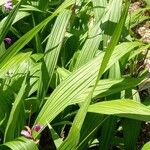 Bletilla striata 葉