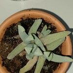 Cheiridopsis denticulata Hoja