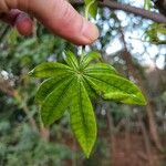 Jacaratia spinosa Hoja