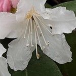 Rhododendron maximum Цветок