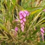 Isochilus carnosiflorus Blomma