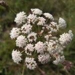 Seseli annuum Blüte