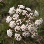 Seseli annuum Flower