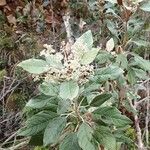 Argophyllum grunowii Habit