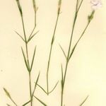 Dianthus × warionii
